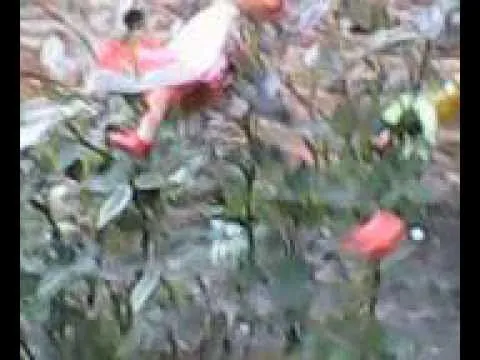 hadas reales 14/04/2013 - YouTube