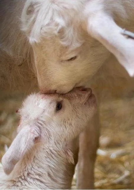 HADAS EN VUELO: TERNURA ANIMAL: "BEBE CALENTITA Y SU MADRE"