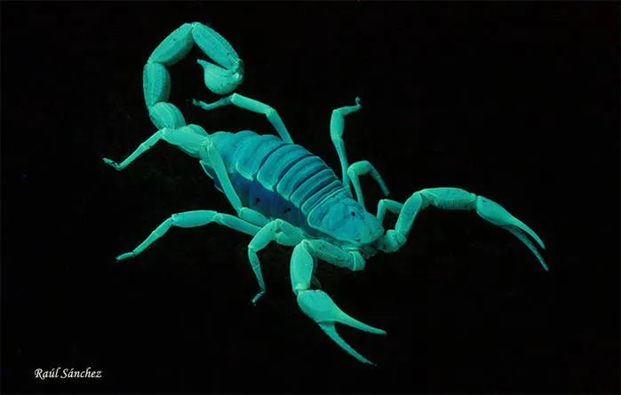 Hadrurus arizonensis: Visión nocturna.