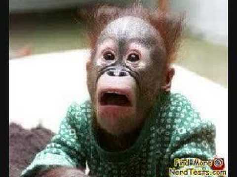 hahaha pinche chango - YouTube