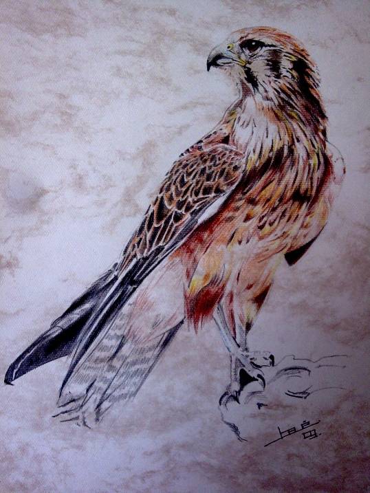 Halcon Josué Ojeda Layseca - Artelista.com