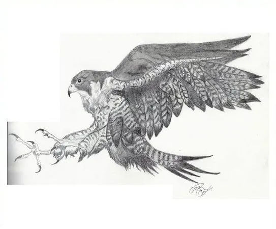 Halcon Peregrino - Imágenes de Animales en Temática General ...