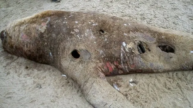Hallan más de 30 lobos marinos muertos en costa chilena | Mundo ... Hallan más de 30 lobos marinos muertos en costa chilena | Mundo ...