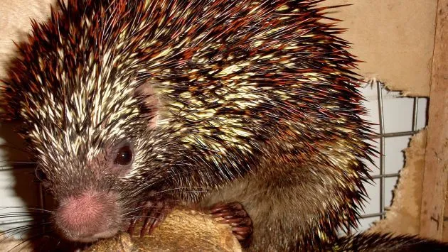 Hallan nueva especie de puercoespín en Brasil | vida21 | Peru21.