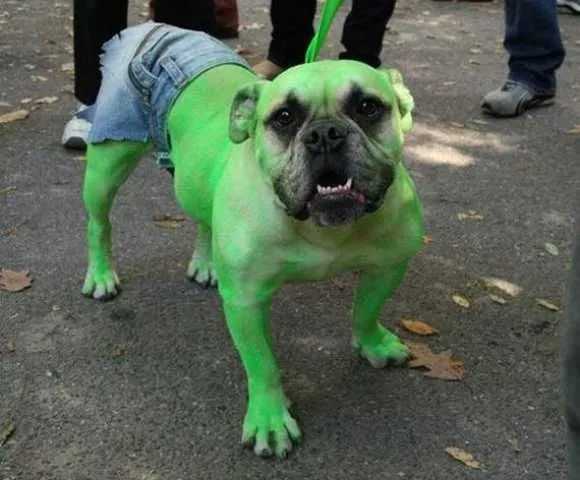 halloween-disfraz-perro.jpg