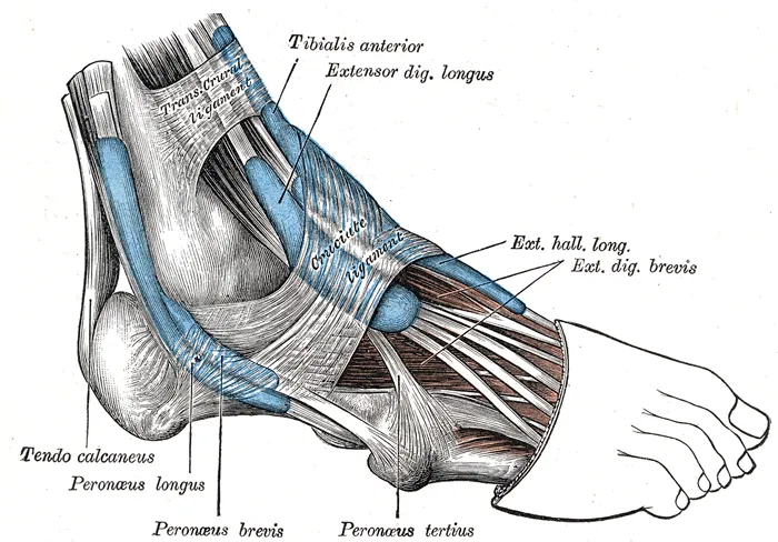 Hallux - Wikipedia, la enciclopedia libre