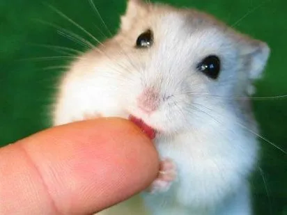 hamster (2) | Cuidar de tu mascota es facilisimo.com