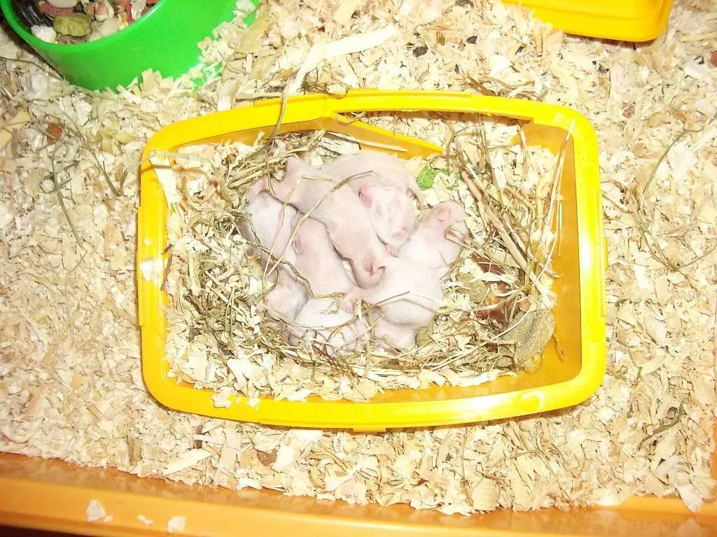 hamster bebes (3) | Cuidar de tu mascota es facilisimo. hamster bebes (3) | Cuidar de tu mascota es facilisimo.