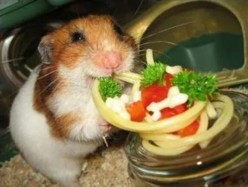 Hamster Comiendo Spaghettis - Imagenes de Animales Graciosos, Videos y ... Hamster Comiendo Spaghettis - Imagenes de Animales Graciosos, Videos y ...
