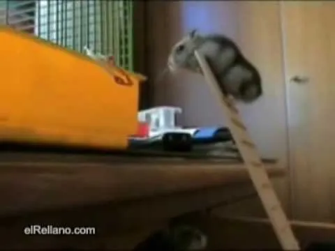 Hamster constante | Youtube Videos, youtube videos musicales , Vídeos ...