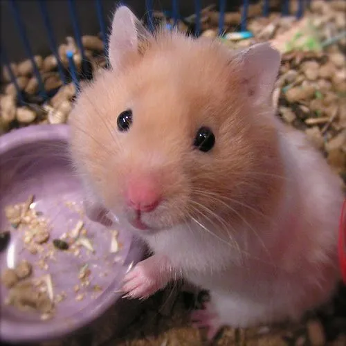 Imágenes de Hamsters tiernos - Imagui