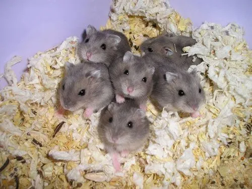Hamster Enano Chino - Wiki Mascotas Inusuales Hamster Enano Chino - Wiki Mascotas Inusuales