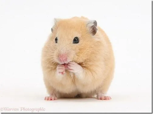 hamster gifs animados y dibujos para colorear | Busco Imágenes hamster gifs animados y dibujos para colorear | Busco Imágenes