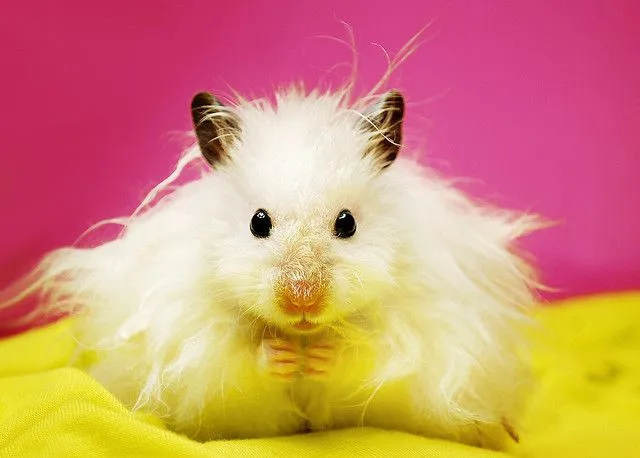 Cosas que se pueden hacer con un Hamster - Taringa! Cosas que se pueden hacer con un Hamster - Taringa!