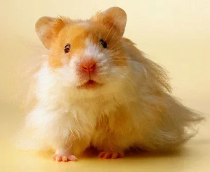 Hámsteres de pelo largo – Oso de peluche | HAMSTERPEDIA Hámsteres de pelo largo – Oso de peluche | HAMSTERPEDIA