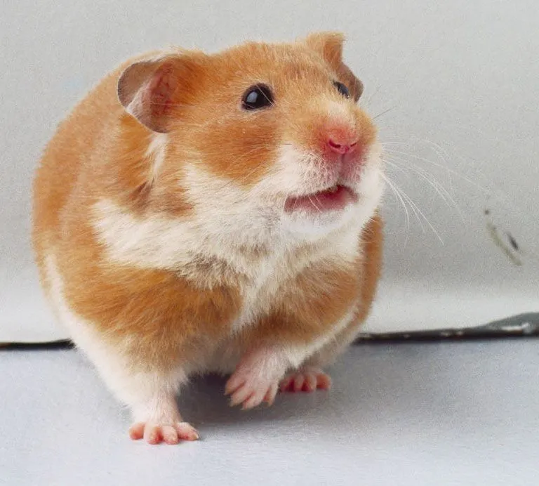 Los Hámsters | Los Animales Mas Tiernos Del Mundo Los Hámsters | Los Animales Mas Tiernos Del Mundo