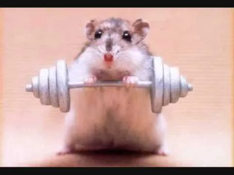 Hamsters chistosos - Imagui
