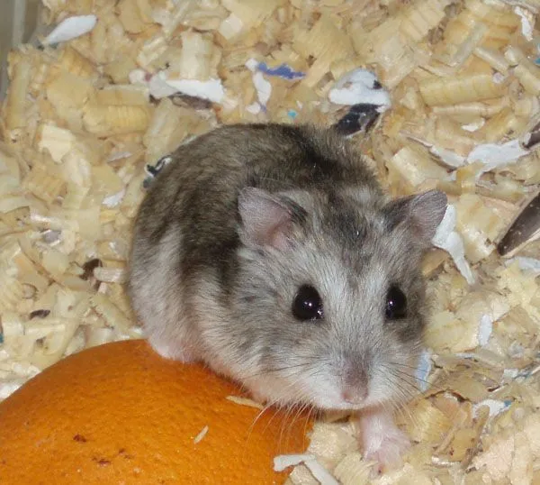 Hamsters más comunes