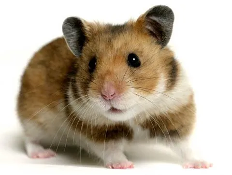 Hamster dibujo a color - Imagui