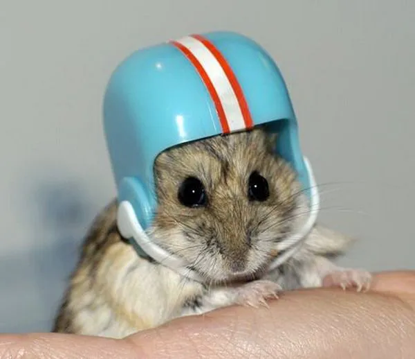 mas 2: ¡QUE HAMSTERS MÁS GRACIOSOS!