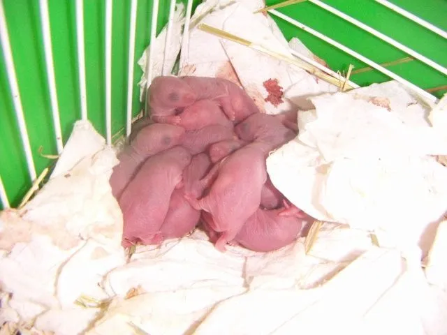 Todo sobre Hamsters (hecho por mi)[megapost] - Taringa!
