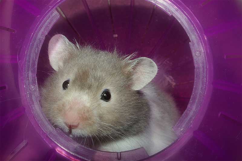 Hamsters tiernos bebés - Imagui