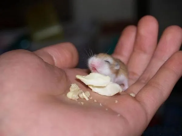 Hamsters tiernos - Imagui