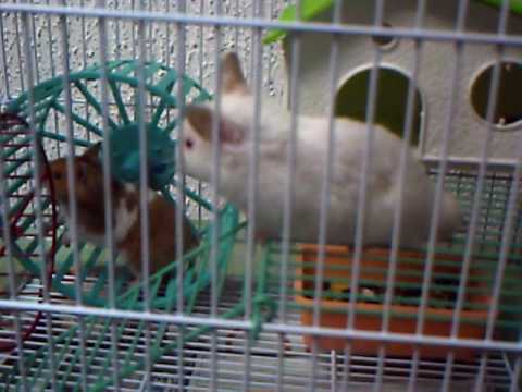 HAMSTERS TIERNOS - YouTube