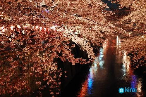 Hanami – Kirai – Un geek en Japón
