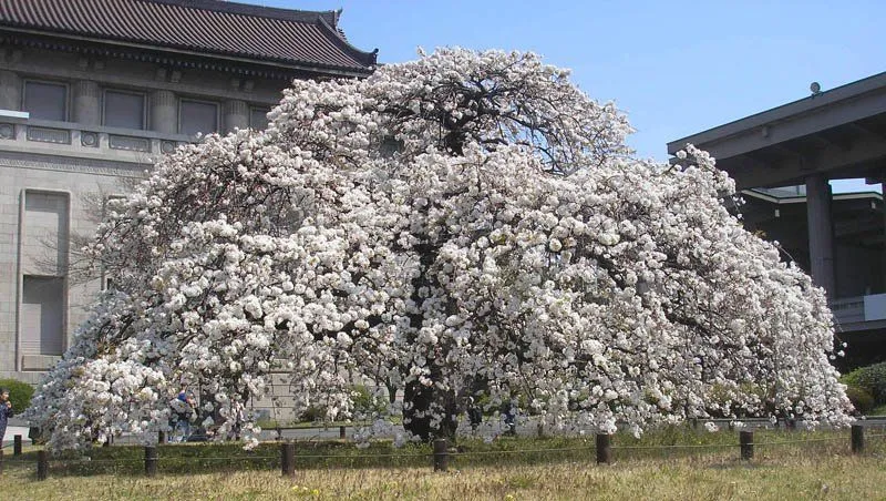 Hanami:”Cerezos en flor” | - Kiyoshi Japan -