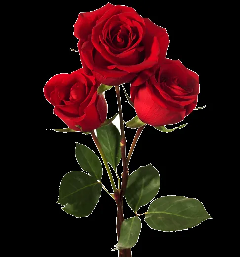 Dibujo ramo de rosas png - Imagui