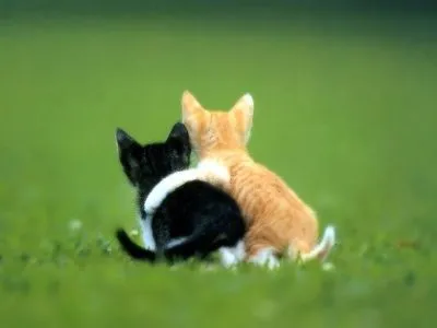 happycats: k vivan por ziempre los felinoz