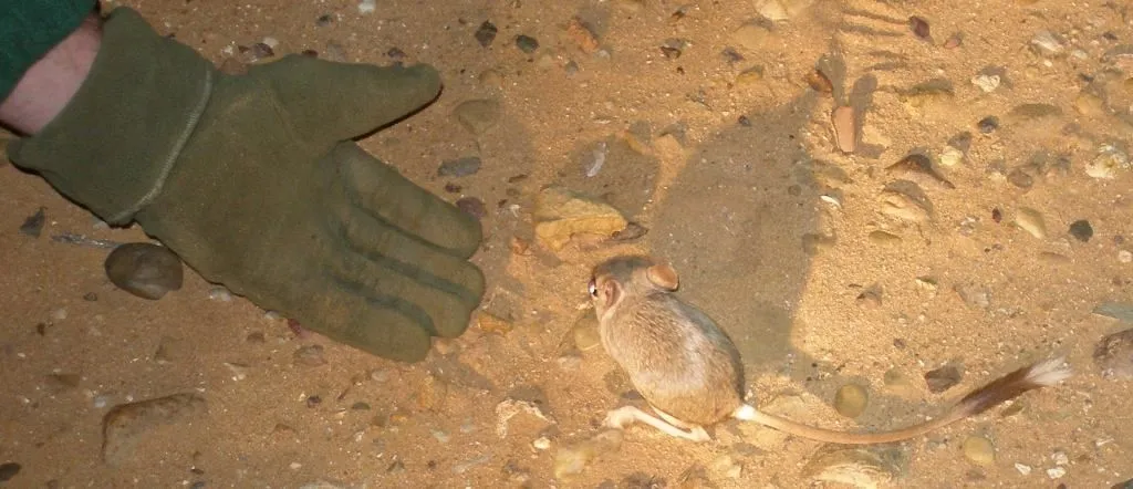 Harmusch | Asociación de Estudio y Conservación de Fauna