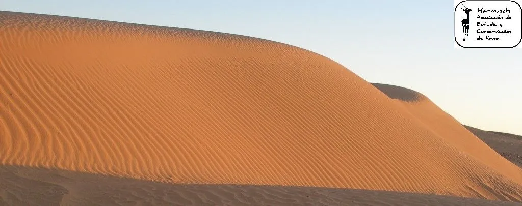 Harmusch | Asociación de Estudio y Conservación de Fauna