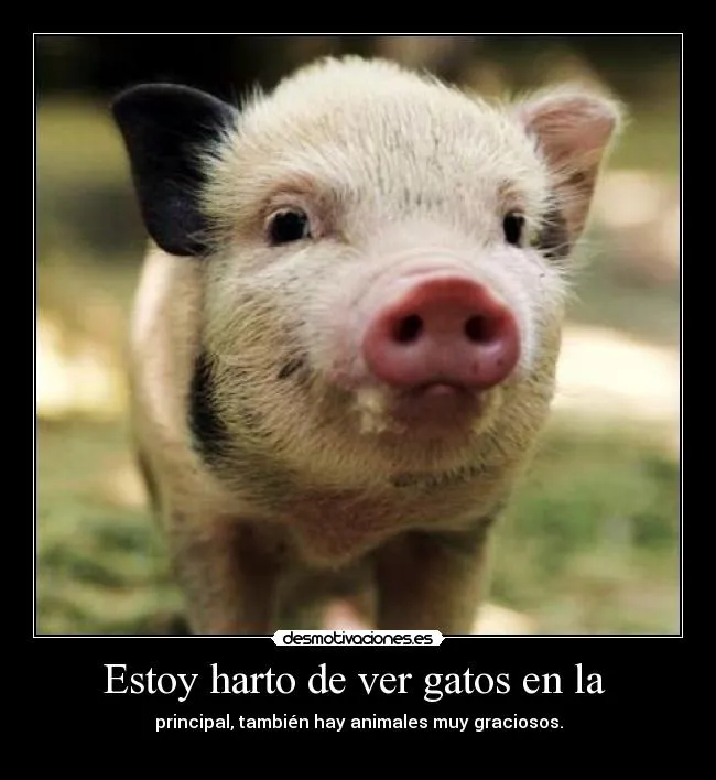 Estoy harto de ver gatos en la | Desmotivaciones