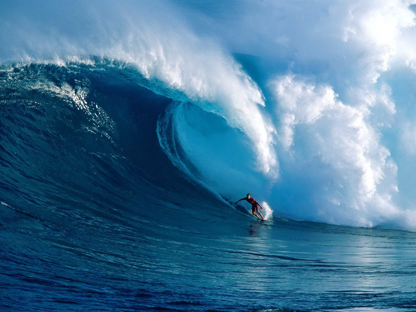 Hawaii Surfing, Dangerous Waves | Animal Photo Hawaii Surfing, Dangerous Waves | Animal Photo
