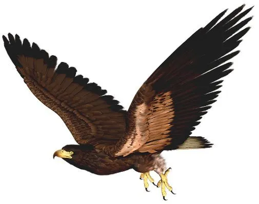 Hawk PNG Clipart Picture | Bird | Pinterest | Hawks and Pictures
