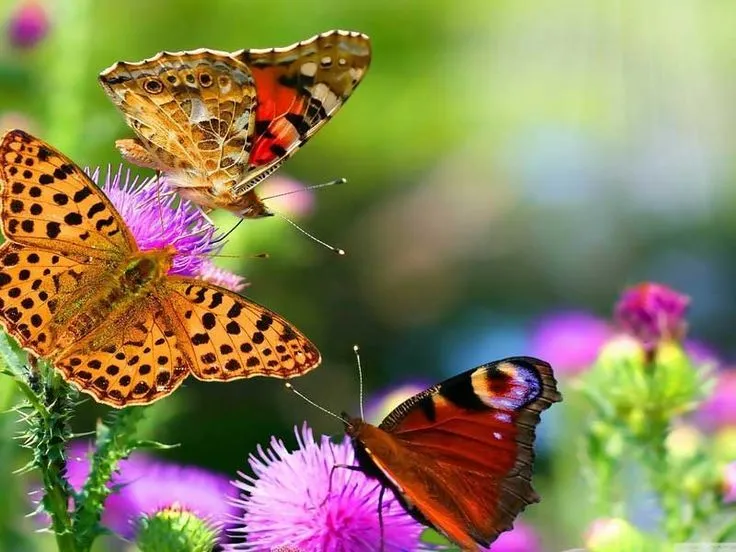 HD fotos de flores fotos de paisajes naturales del mundo imagenes ... HD fotos de flores fotos de paisajes naturales del mundo imagenes ...