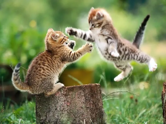 Hd Wildlife Wallpapers