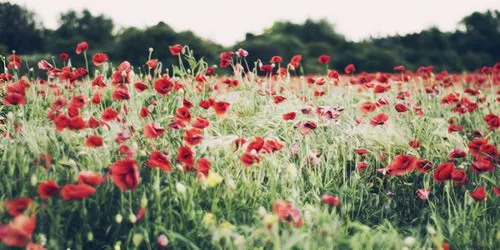 header flores | Tumblr