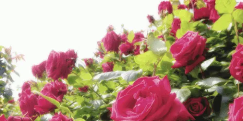 header flores | Tumblr