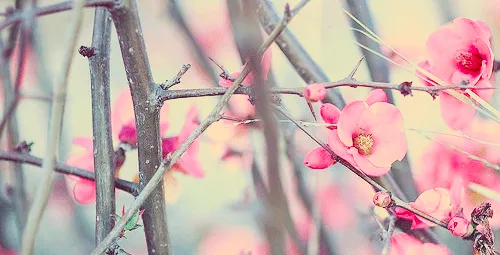 capas de flores | Tumblr