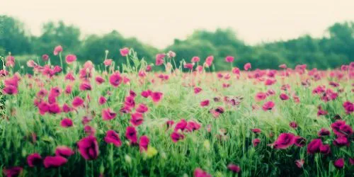 FLOURESCENT ADOLESCENT (Headers Flores)