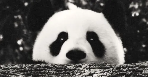 headers pandas | Tumblr