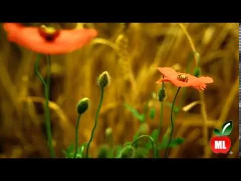 Healthy ML Naturaleza full HD 1080p - YouTube