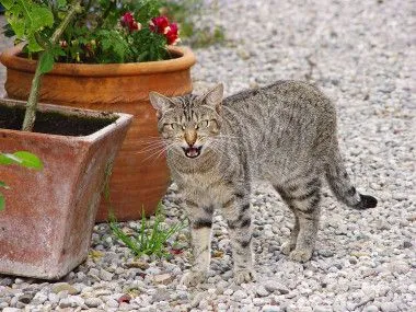Las heces de gato pueden crear un problema de salud pública ... Las heces de gato pueden crear un problema de salud pública ...