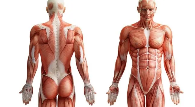 7 hechos sobre los músculos que quizás no conocías - mjgarcia ...