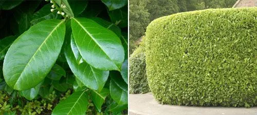 Hedges Direct Ltd Laurel Hedge - Cherry or Common Laurel (Prunus ... Hedges Direct Ltd Laurel Hedge - Cherry or Common Laurel (Prunus ...