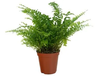 Helecho de Boston : venta Helecho de Boston / Nephrolepis exaltata