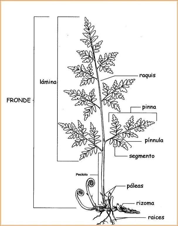 Hablemos de helechos | Cuidar de tus plantas es facilisimo.
